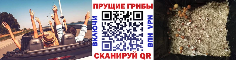 дарнет шоп  Новомичуринск  Псилоцибиновые грибы MAGIC MUSHROOMS 